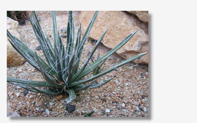 Agave parviflora.JPG (33960 Byte)