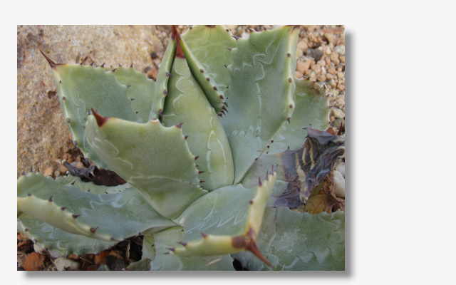 Agave potatorum.JPG (21100 Byte)