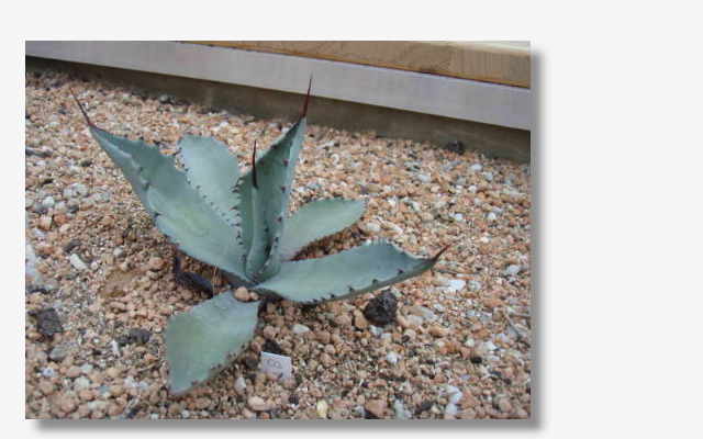 Agave shrevei.JPG (29231 Byte)