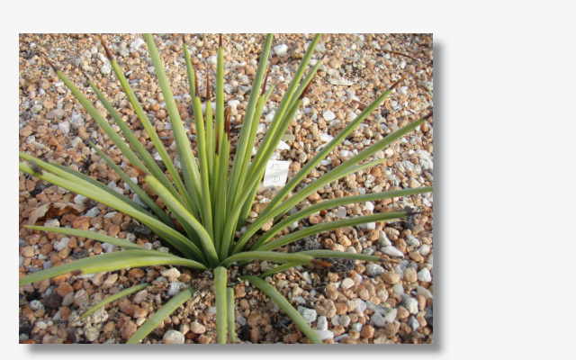 Agave striata.JPG (37078 Byte)