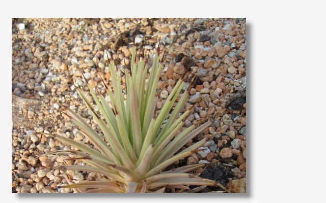 Agave stricta nana.JPG (33491 Byte)