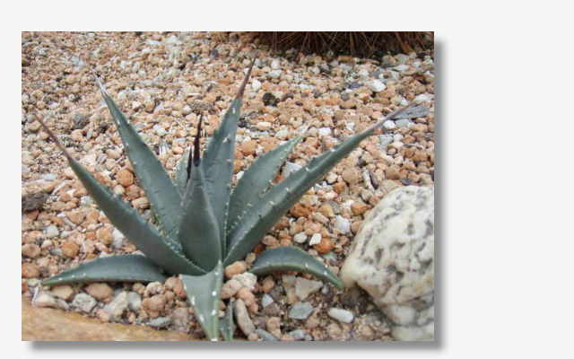 Agave utahensis.JPG (32147 Byte)