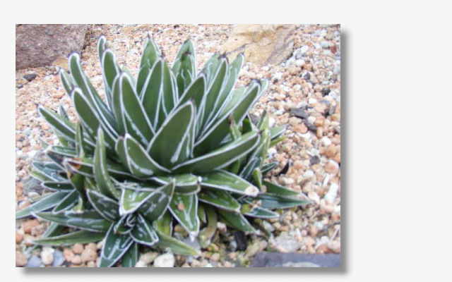 Agave victoriae-reginae.JPG (30260 Byte)