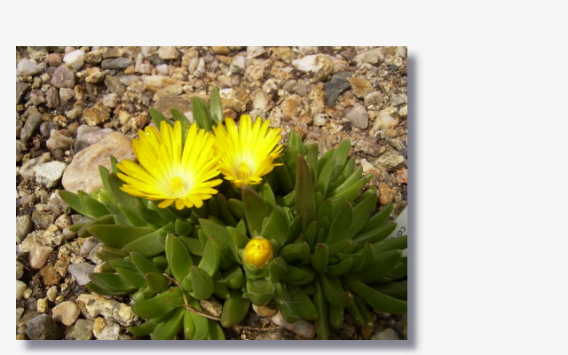 Delosperma congestum.JPG (48577 Byte)