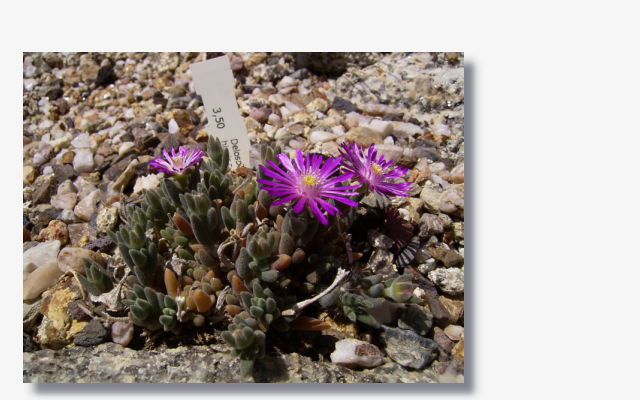 Delosperma hispida.JPG (55389 Byte)