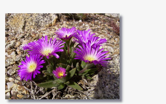 Delosperma.JPG (59568 Byte)