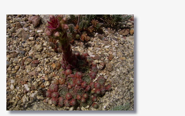 Sempervivum arachnoideum.JPG (58998 Byte)