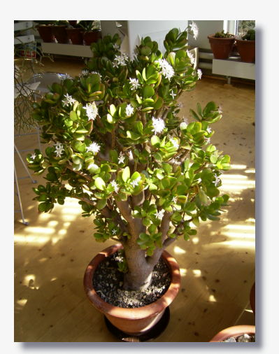 Crassula ovata.JPG (51193 Byte)
